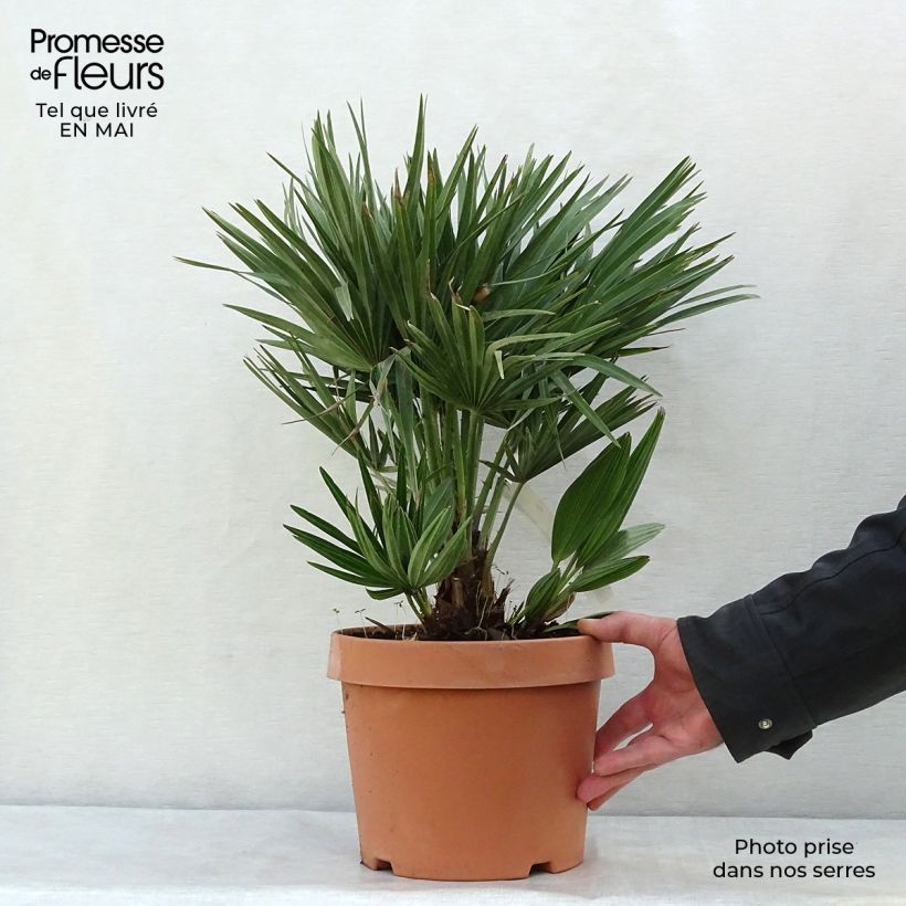 Spécimen de Chamaerops humilis Compacta - Palmier nain Pot de 4L/5L tel que livré au printemps