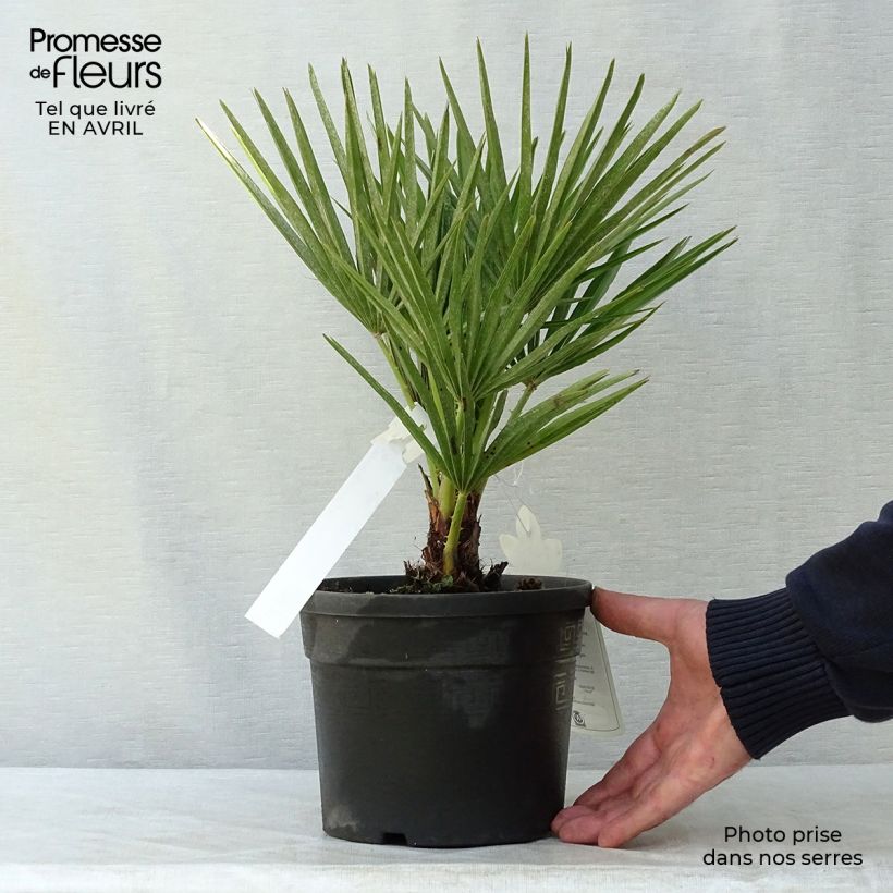 Spécimen de Chamaerops humilis - Palmier nain Pot de 2L/3L tel que livré au printemps