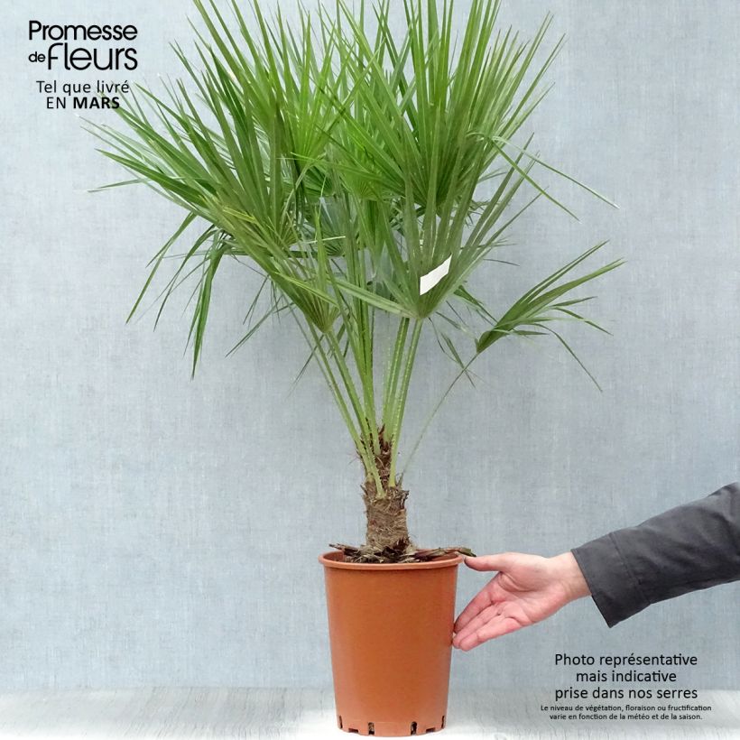 Spécimen de Chamaerops humilis - Palmier nain Pot de 6L/7L tel que livré au printemps