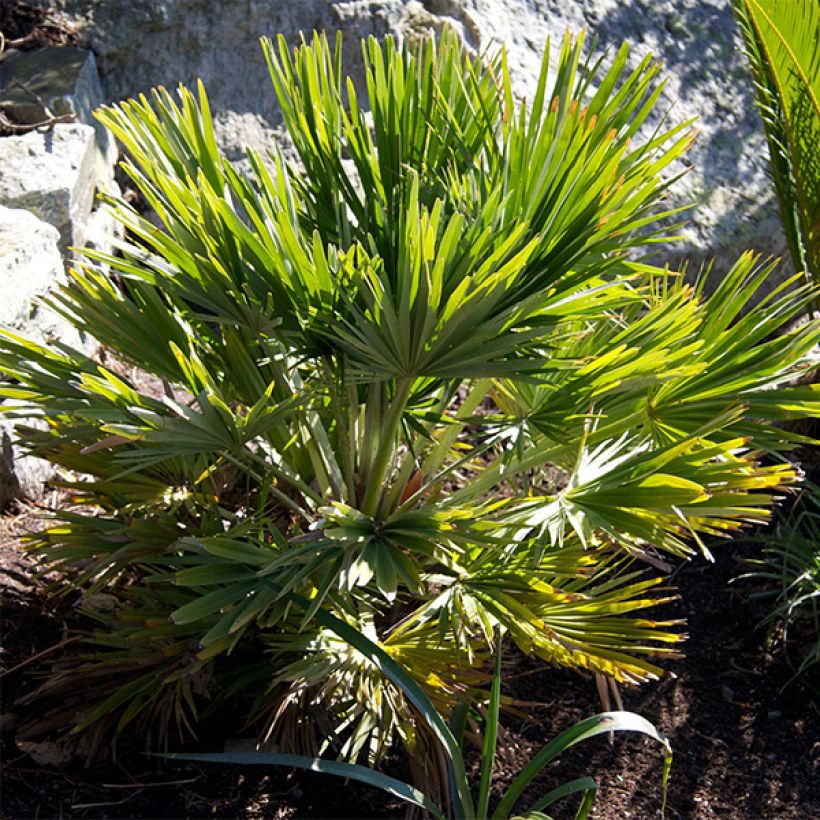 Chamaerops humilis Vulcano - Palmier nain (Foliage)