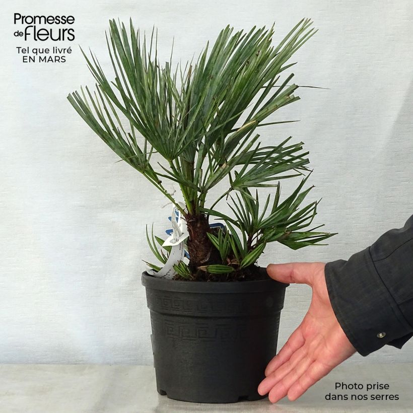 Spécimen de Chamaerops humilis cerifera - Palmier nain bleuté Pot de 3L/4L tel que livré au printemps