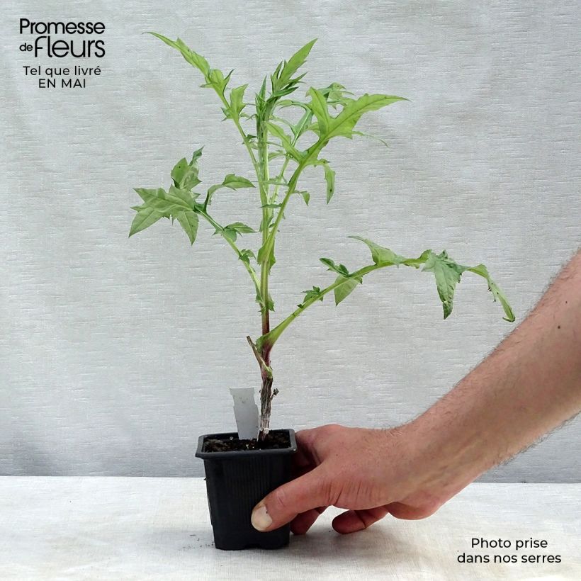 Spécimen de Chardon boule - Echinops bannaticus Star Frost  Godet de 8/9 cm tel que livré au printemps