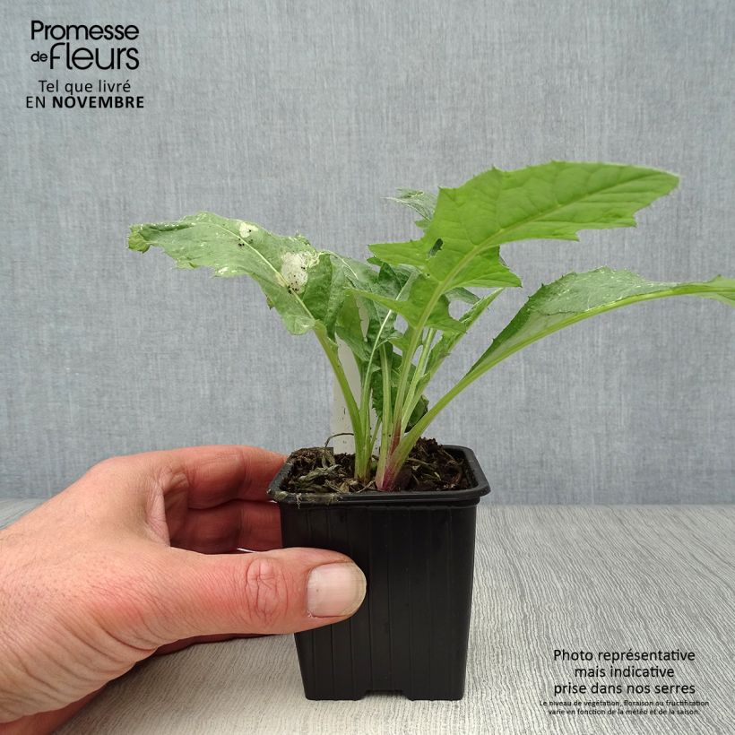 Spécimen de Chardon boule - Echinops ritro Godet de 7/8 cm tel que livré en automne