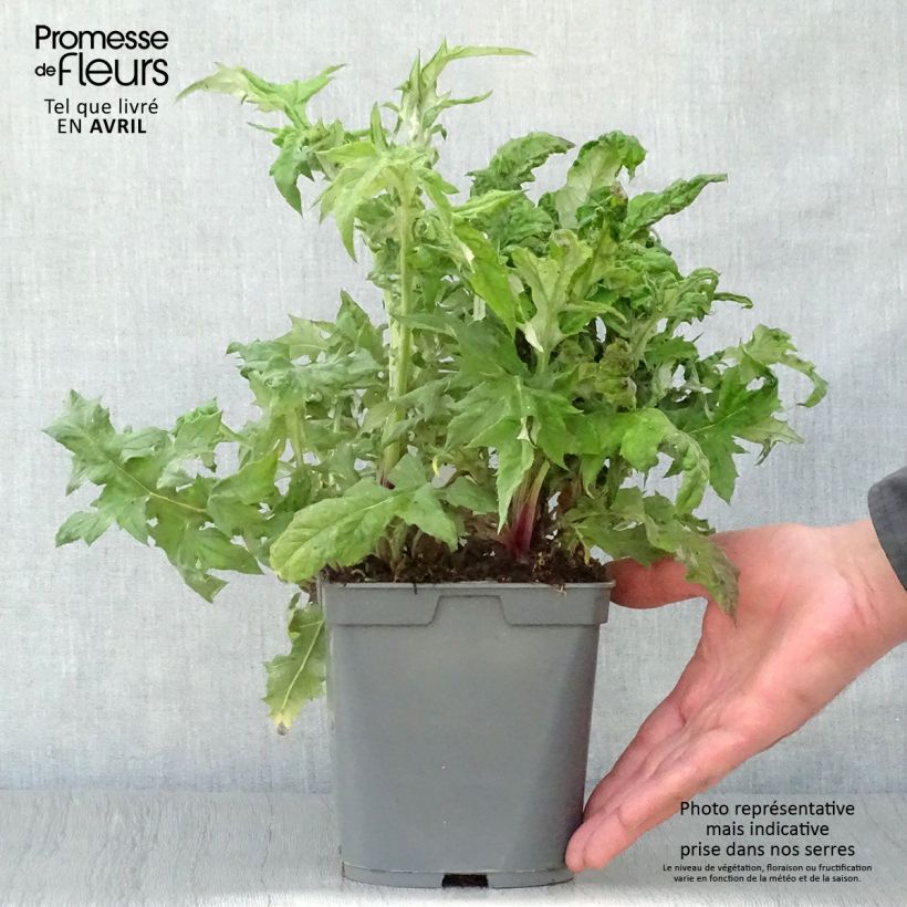 Example of Chardon boule - Echinops ritro Pot de 2L/3L as you get in printemps