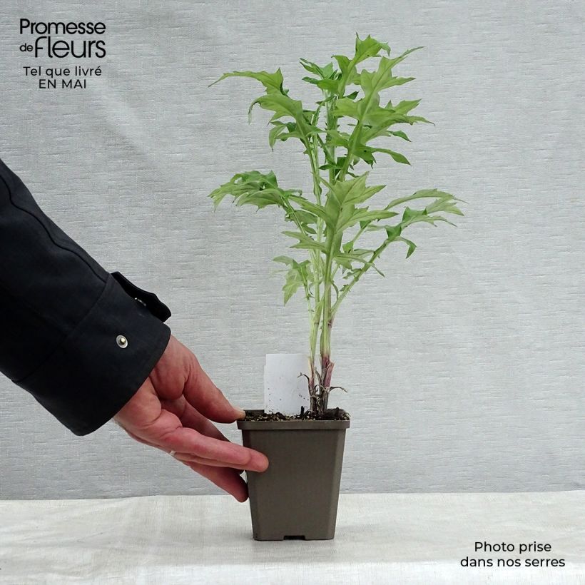 Example of Chardon boule - Echinops ritro Godet de 7/8 cm as you get in printemps