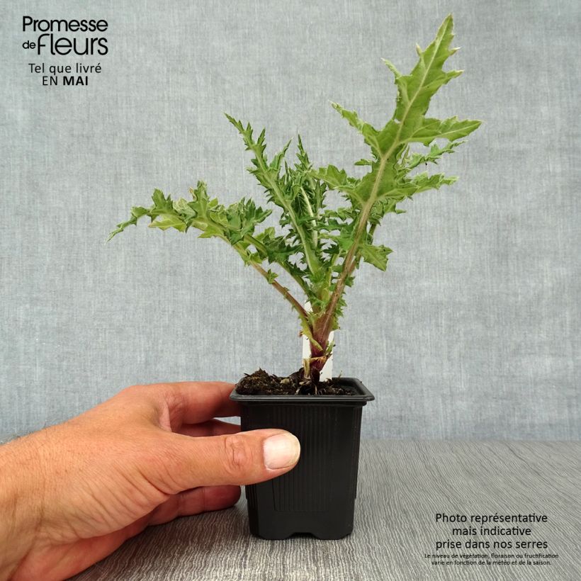 Spécimen de Chardon boule - Echinops sphaerocephalus Arctic Glow Godet de 8/9 cm tel que livré au printemps