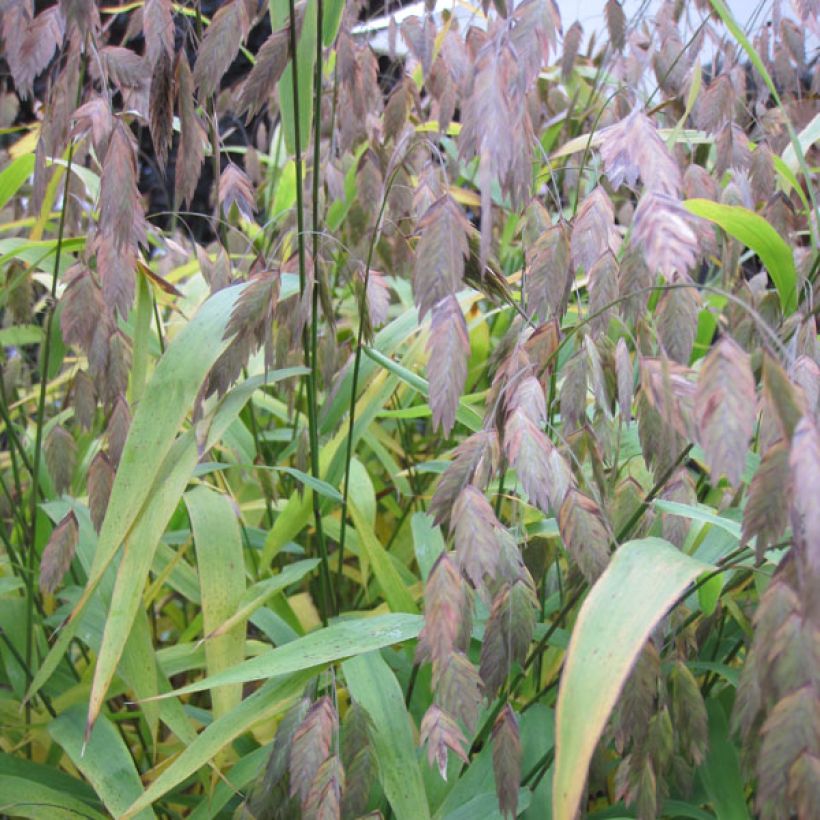 Chasmanthium latifolium - Uniola latifolia (Foliage)
