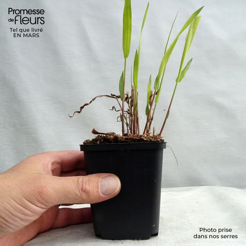 Example of Chasmanthium latifolium - Uniola latifolia Godet de 8/9 cm as you get in printemps