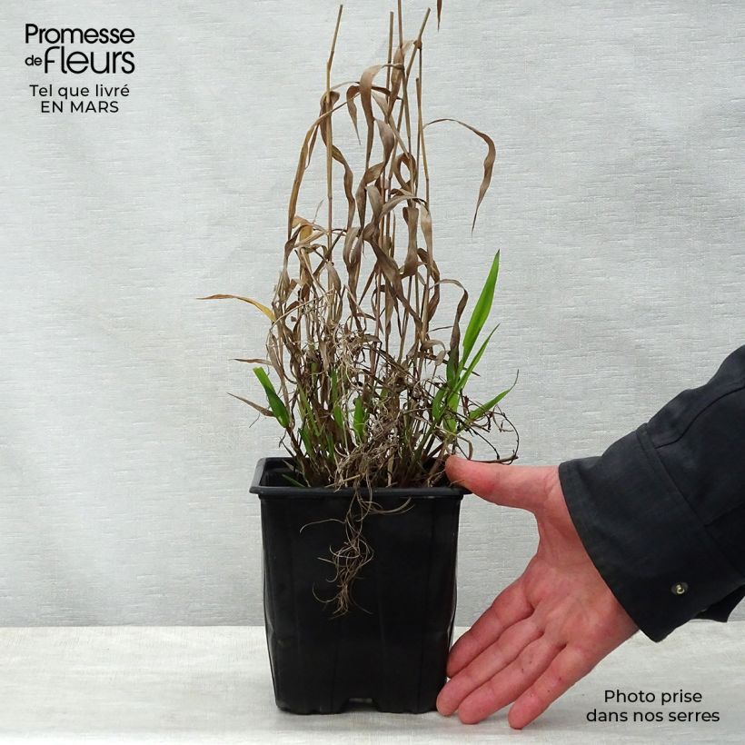 Example of Chasmanthium latifolium - Uniola latifolia Pot de 2L/3L as you get in printemps