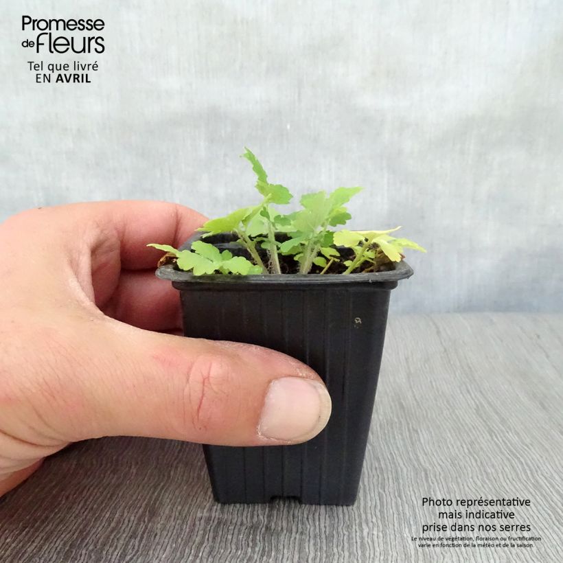 Spécimen de Chelidoine BIO - herbe aux verrues Godet de 7/8 cm tel que livré au printemps