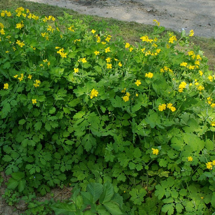 Chelidonium majus Flore Pleno (Port)