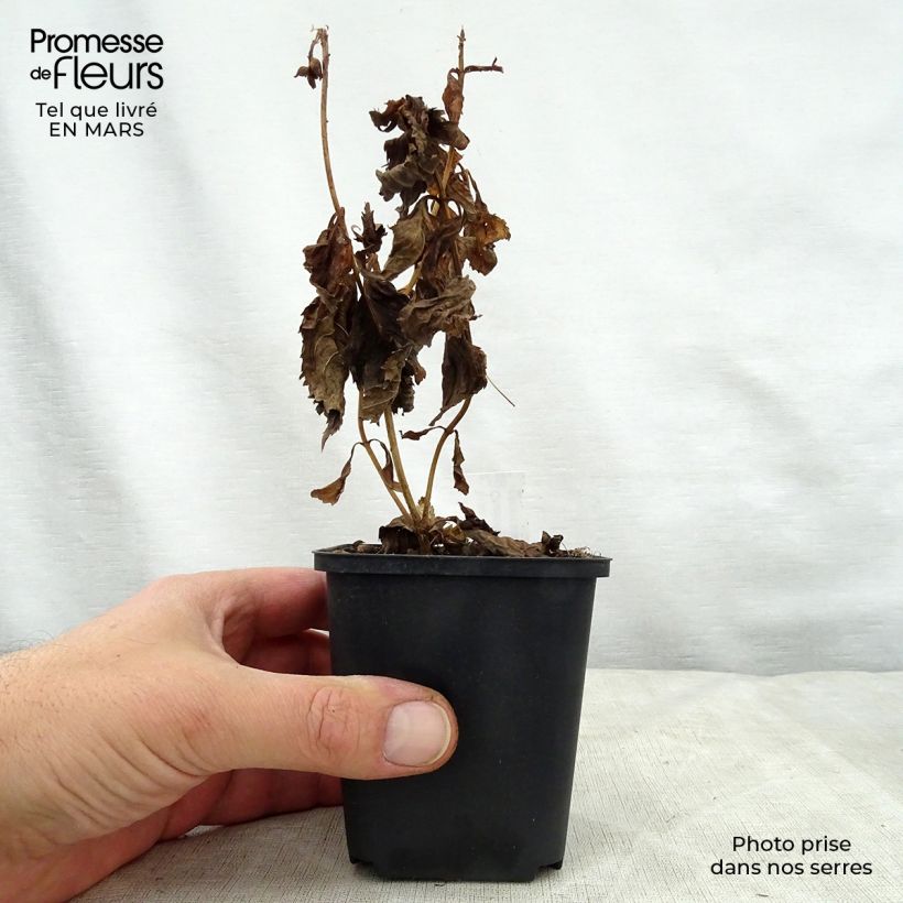 Example of Chelone lyonii Hot Lips - Galane Godet de 8/9 cm as you get in printemps