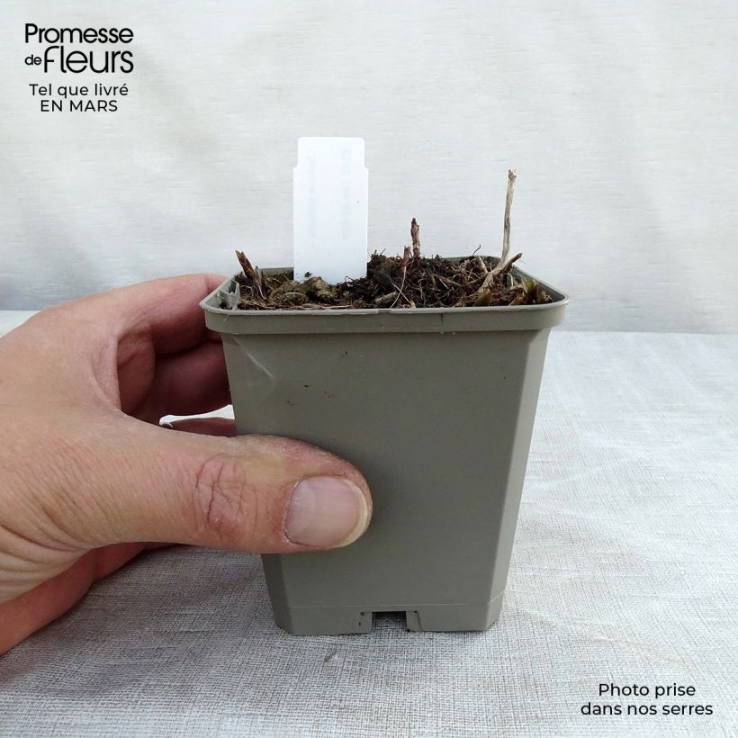 Spécimen de Chelone obliqua - Galane oblique Godet de 8/9 cm tel que livré au printemps