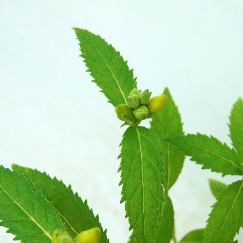 Chelone obliqua var. Alba - Galane oblique blanche (Foliage)