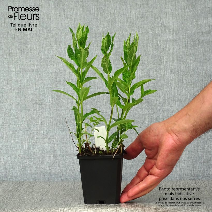 Example of Chelone obliqua var. Alba - Galane oblique blanche Godet de 8/9 cm as you get in printemps