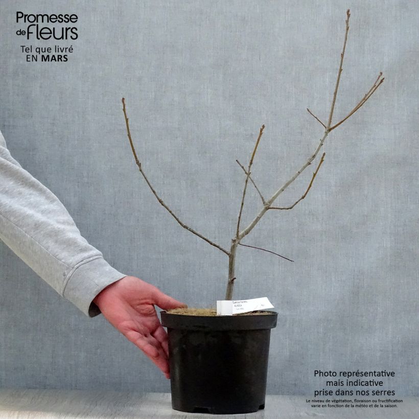 Spécimen de Chêne de Hongrie - Quercus frainetto Pot de 4L/5L tel que livré au printemps