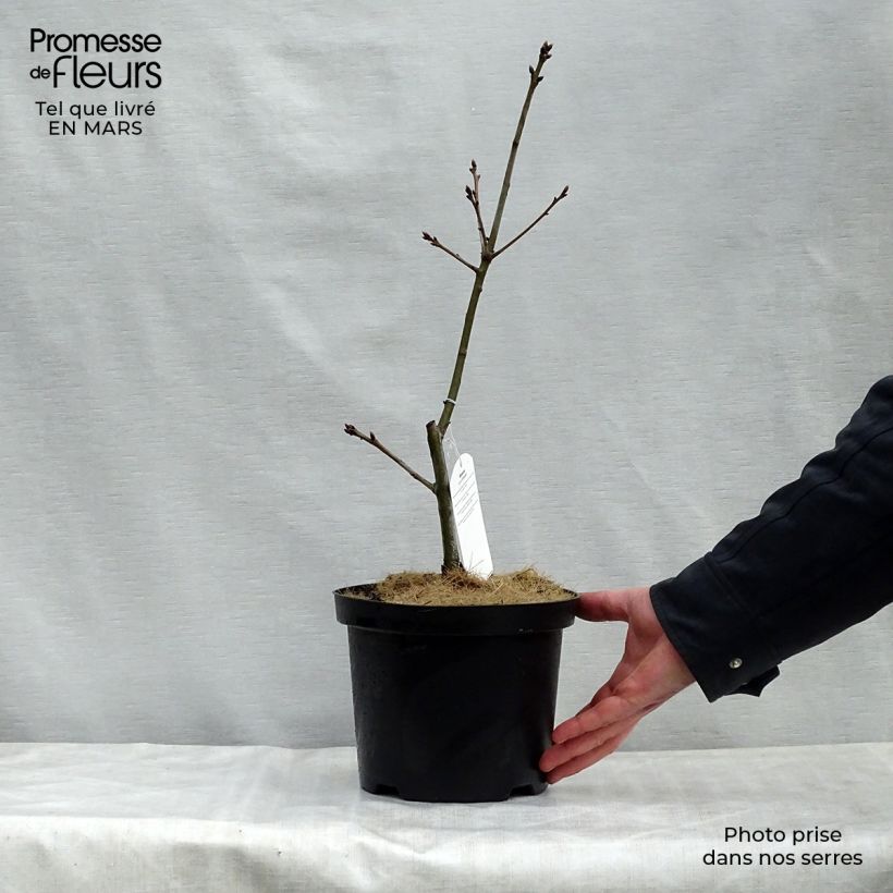 Example of Chêne écarlate - Quercus coccinea Splendens Pot de 4L/5L as you get in printemps