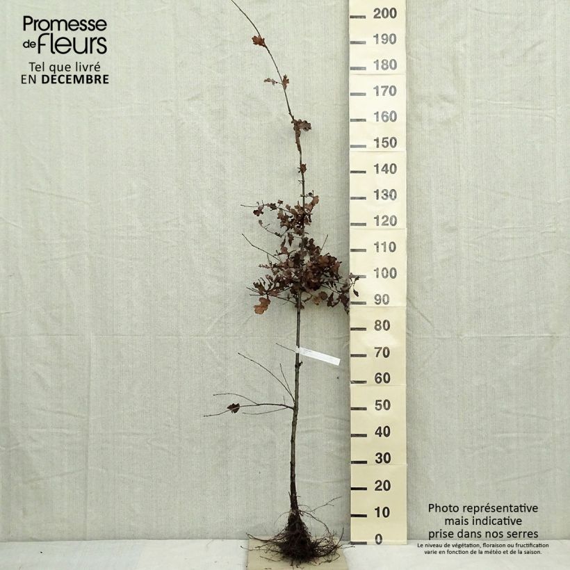Spécimen de Chêne pédonculé - Quercus robur Racines nues tel que livré en hiver