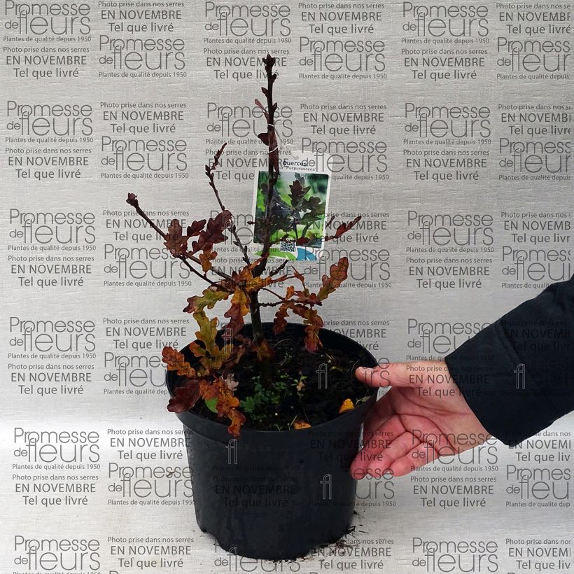 Exemple de spécimen de Chêne pourpre - Quercus robur Purpurascens Pot de 2L/3L tel que livré