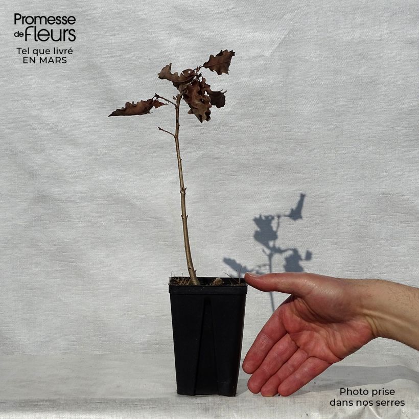 Spécimen de Chêne rouvre - Quercus petraea Godet de 8/9 cm tel que livré au printemps