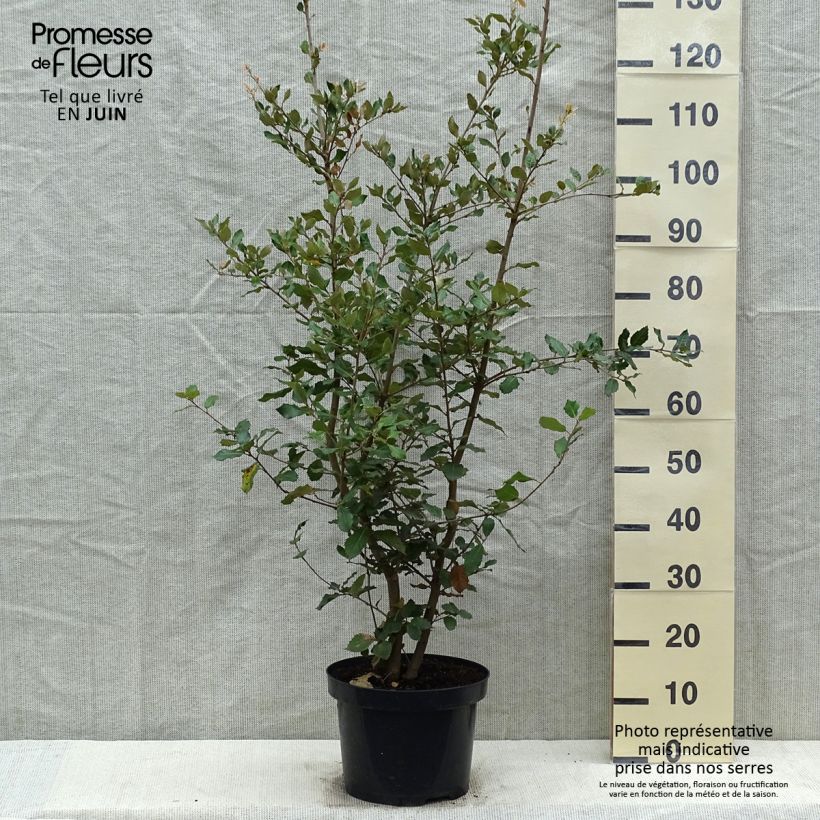 Example of Chêne vert - Quercus ilex  Pot de 6L/7L, Buisson, Touffe as you get in printemps
