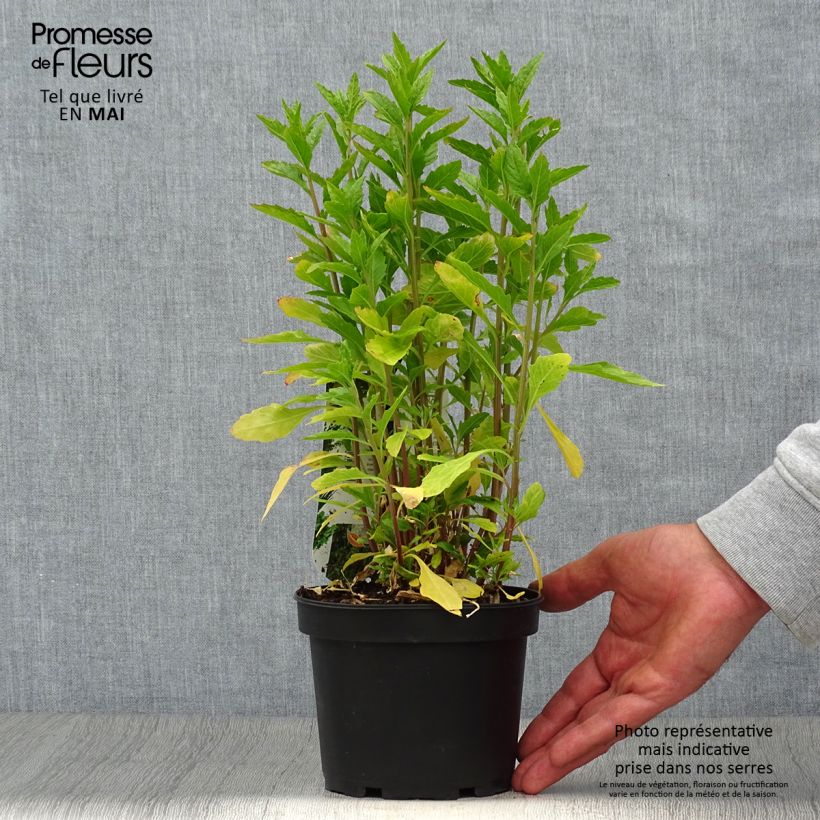 Spécimen de Chénopode fausse-ambroisie, Thé du Mexique - Chenopodium ou Dysphania ambrosioides Pot de 1,5L/2L tel que livré au printemps