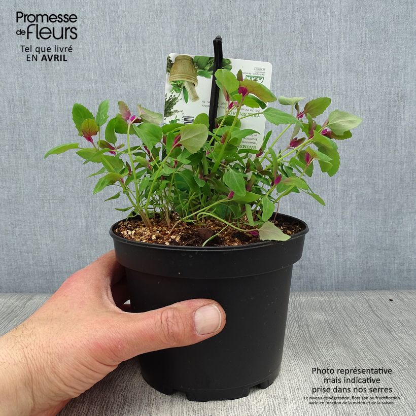 Spécimen de Chénopode géant - Chenopodium giganteum Pot de 1,5L/2L tel que livré au printemps