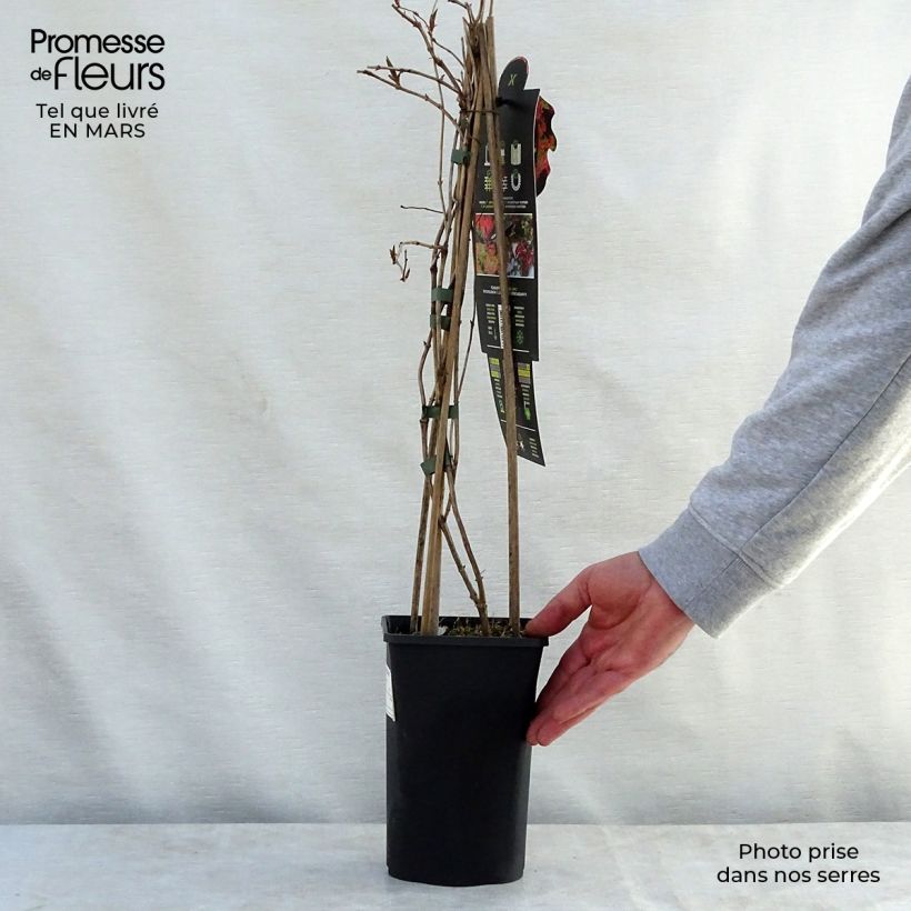 Spécimen de Chèvrefeuille grimpant Dropmore Scarlet - Lonicera (x) brownii Pot de 2L/3L tel que livré au printemps