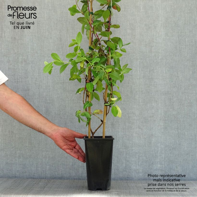 Example of Chèvrefeuille - Lonicera Caprilia Impérial cov Pot de 2L/3L as you get in printemps