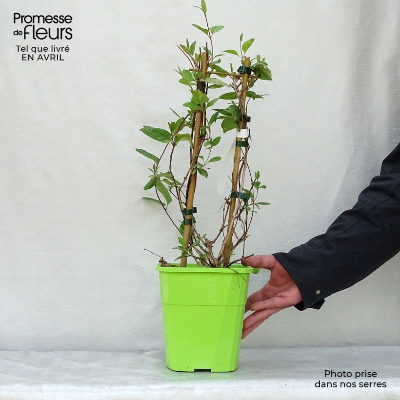 Example of Chèvrefeuille - Lonicera Japonica Mint Crisp Pot de 1,5L/2L as you get in printemps
