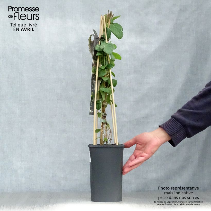 Spécimen de Chèvrefeuille, Lonicera caprifolium Pot de 1,5L/2L tel que livré au printemps