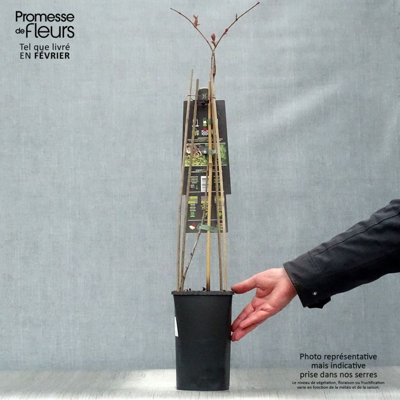 Spécimen de Chèvrefeuille, Lonicera caprifolium Pot de 2L/3L tel que livré en hiver