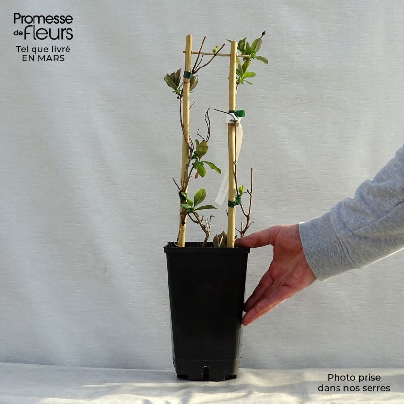 Example of Chèvrefeuille - Lonicera hybride Celestial Pot de 2L/3L as you get in printemps