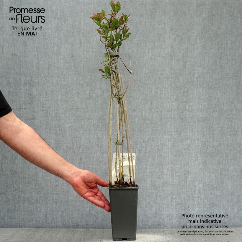 Spécimen de Chèvrefeuille - Lonicera periclymenum Belgica Pot de 1,5L/2L tel que livré au printemps