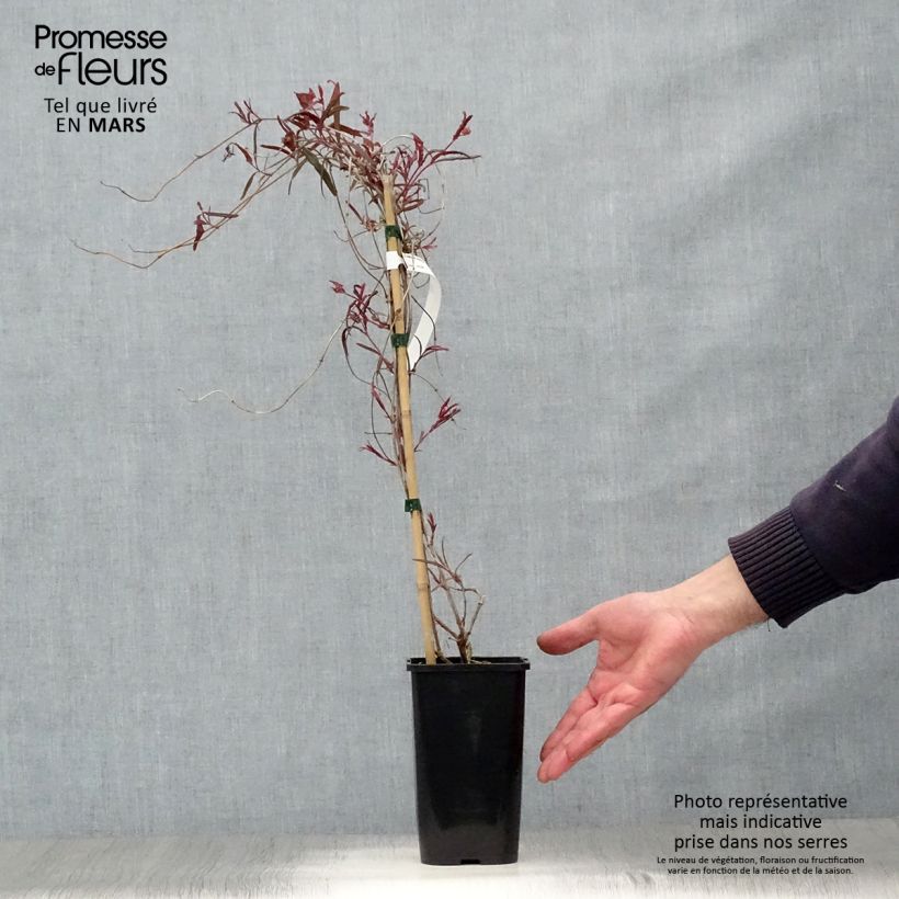 Spécimen de Chèvrefeuille - Lonicera sempervirens Cedar Lane Pot de 1,5L/2L tel que livré au printemps