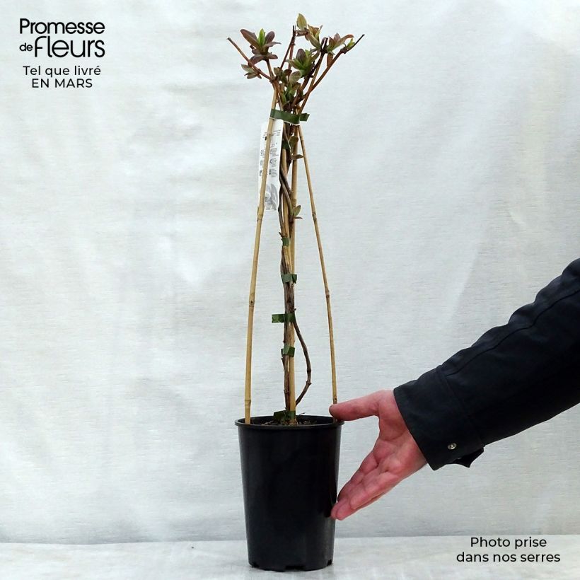 Example of Chèvrefeuille de Tellman - Lonicera tellmaniana Pot de 2L/3L as you get in printemps