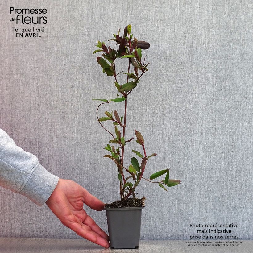 Example of Chèvrefeuille du Japon - Lonicera japonica Dart's Acumen Godet de 8/9 cm as you get in printemps