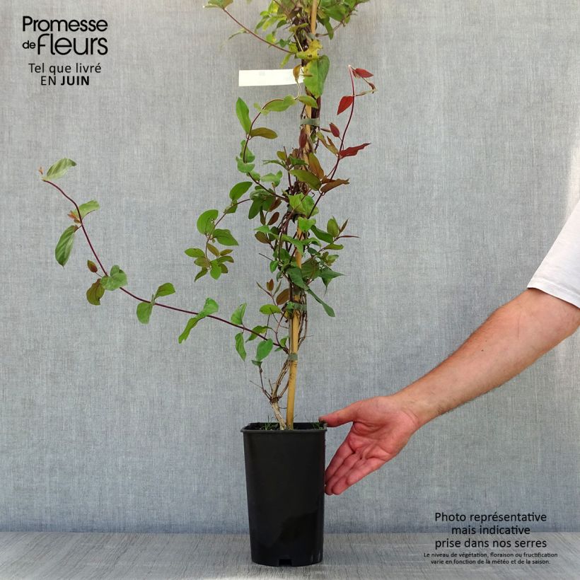 Spécimen de Chèvrefeuille du Japon - Lonicera japonica Sinensis Pot de 2L/3L tel que livré au printemps