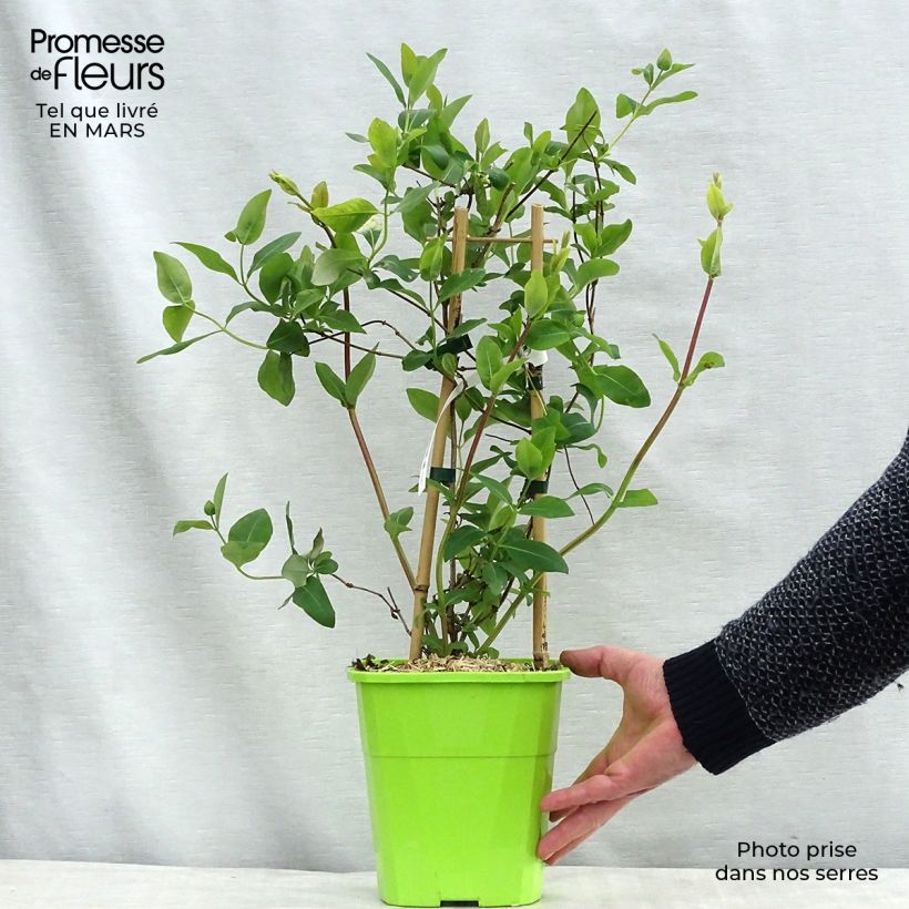 Example of Chèvrefeuille du Japon Sweet Isabel - Lonicera japonica Pot de 3L/4L as you get in printemps