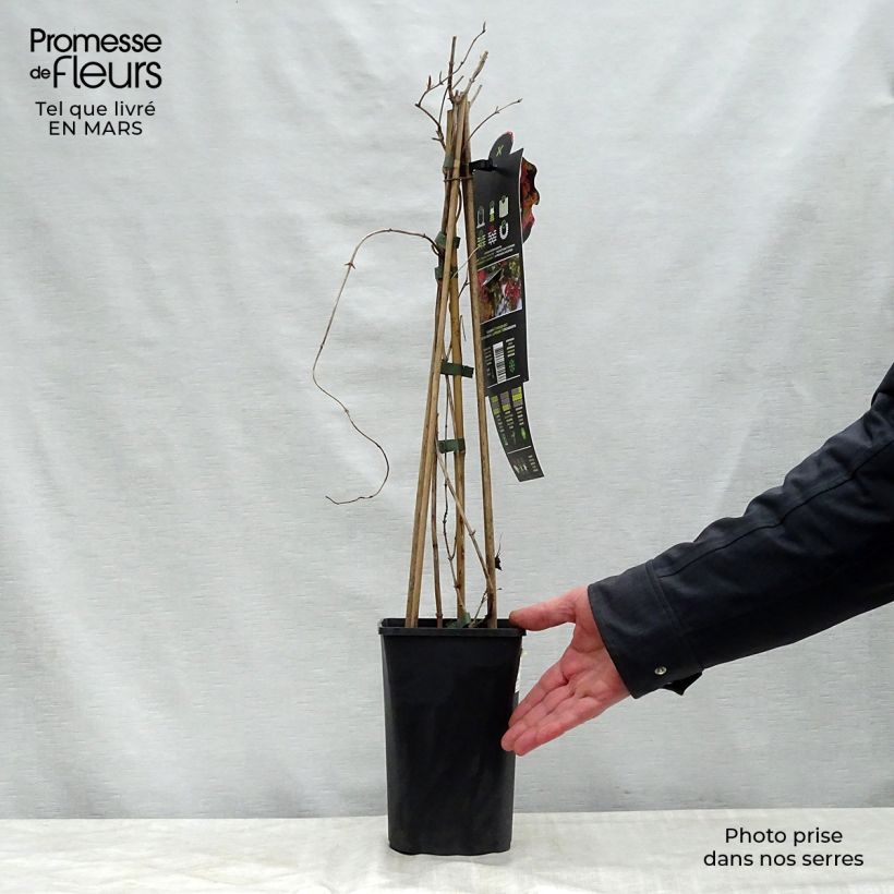 Spécimen de Chèvrefeuille grimpant Dropmore Scarlet - Lonicera (x) brownii Pot de 1L/1,5L tel que livré au printemps