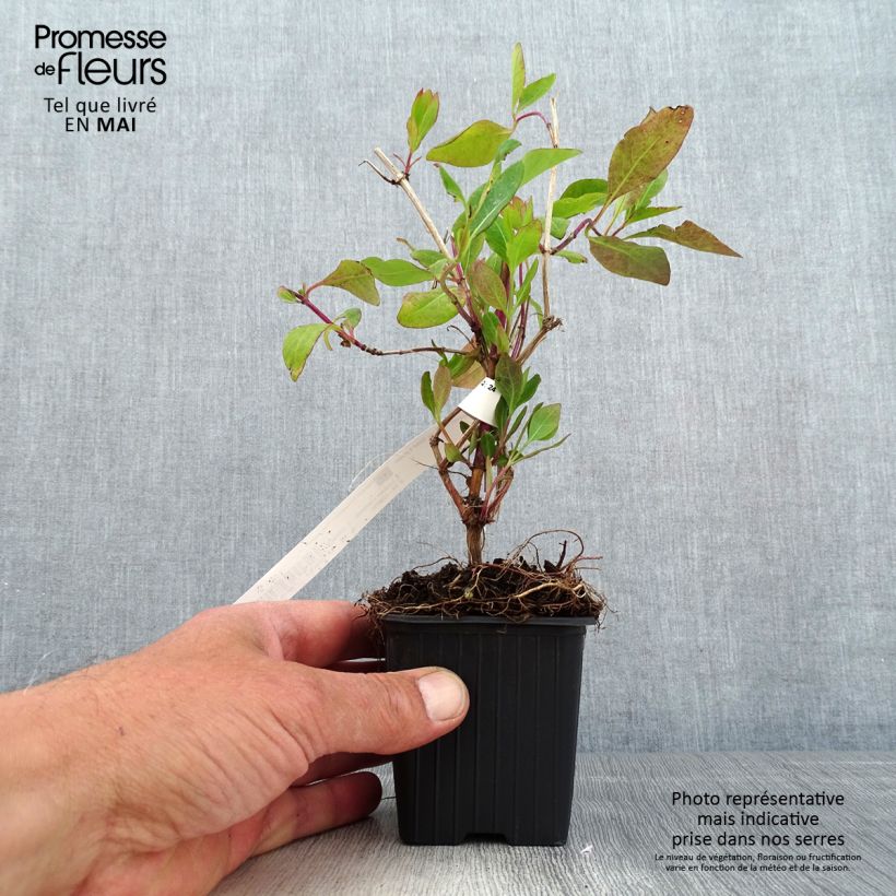 Example of Chèvrefeuille heckrotii Gold Flame - Lonicera Godet de 8/9 cm as you get in printemps