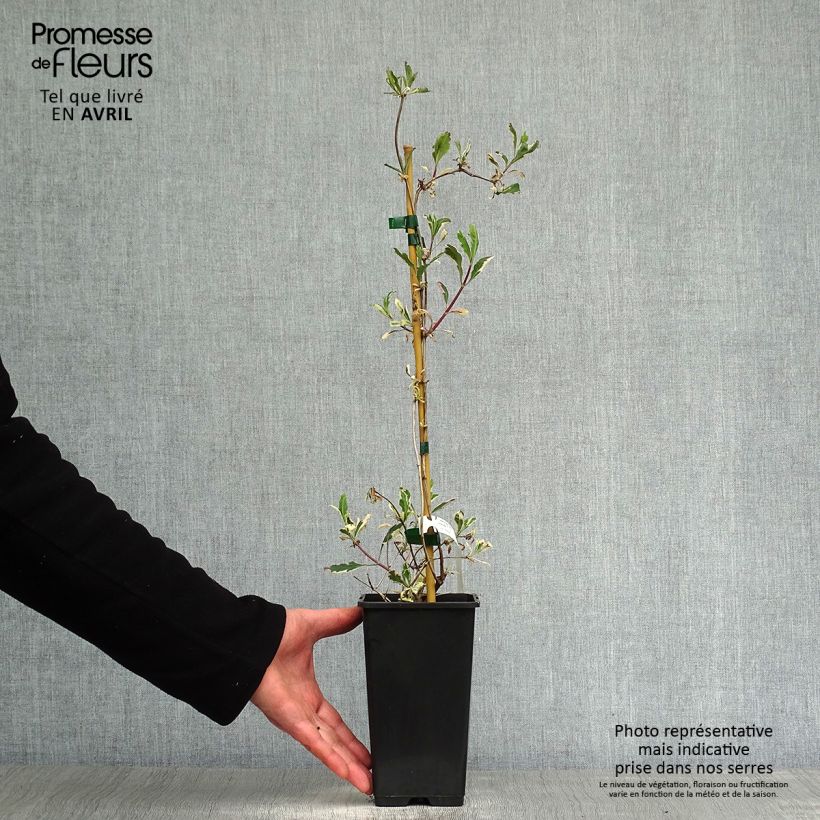 Example of Chèvrefeuille panaché - Lonicera x italica Harlequin Pot de 1,5L/2L as you get in printemps