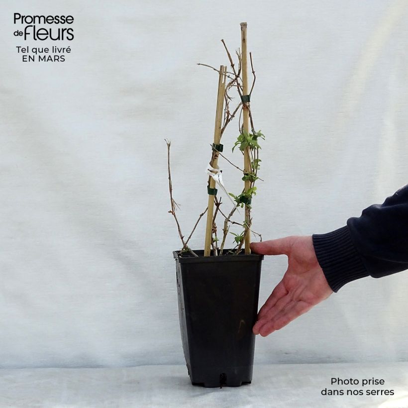 Example of Chevrefeuille x brownii Golden Trumpet Pot de 2L/3L as you get in printemps