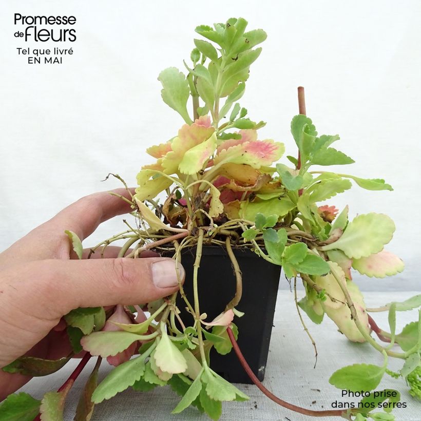 Spécimen de Chiastophyllum oppositifolium - Goutte d'Or Godet de 8/9 cm tel que livré au printemps