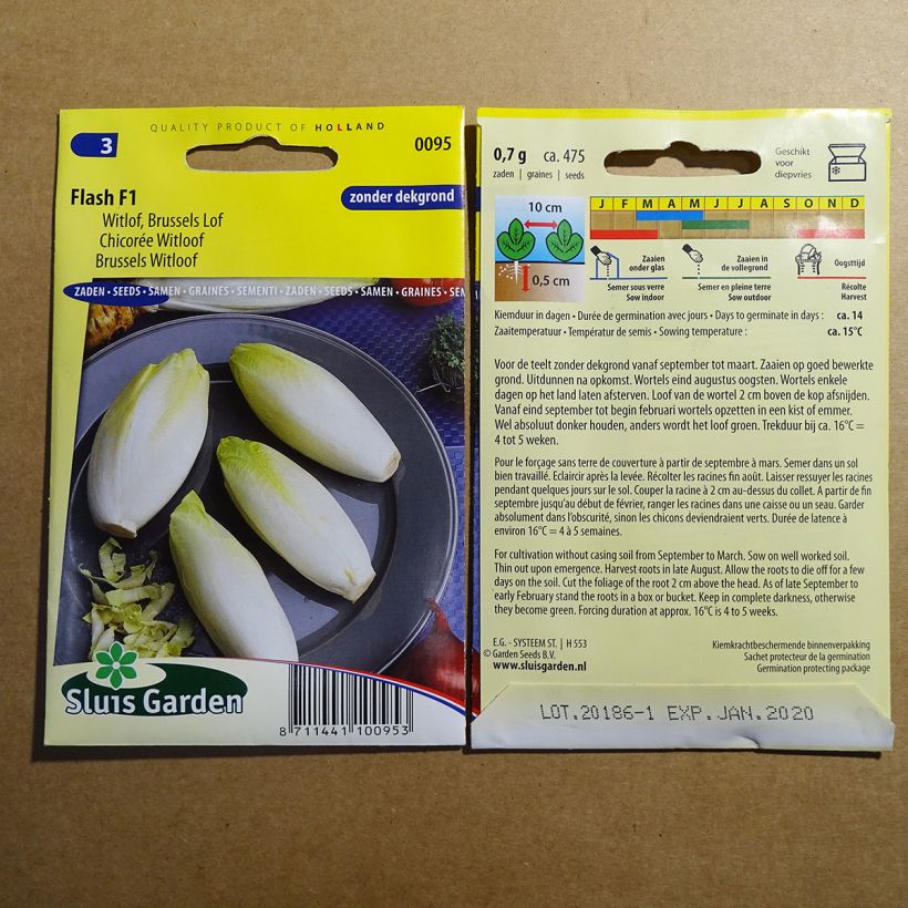 Exemple de spécimen de Chicorée Witloof (Endive) Flash F1 - Cichorium intybus foliosum le sachet de 475 graines environ tel que livré