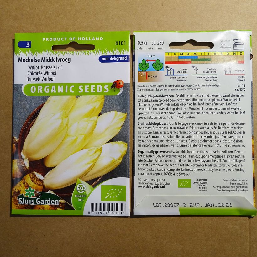 Exemple de spécimen de Chicorée Witloof (Endive) Mechelse Middelvroeg BIO le sachet de 600 graines environ (1g) tel que livré