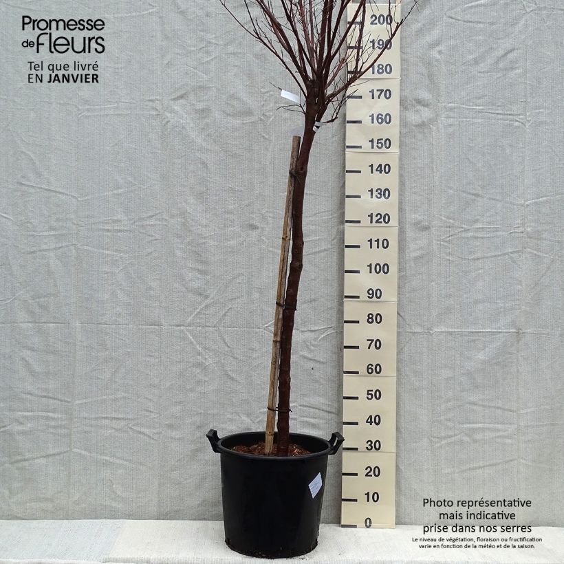 Spécimen de Chilopsis linearis Burgundy Pot de 30L/35L, Tige, 8/10 circonférence tronc tel que livré en hiver