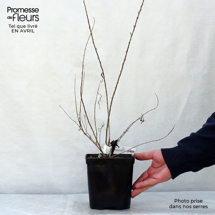 Example of Chilopsis linearis - Saule du désert Pot de 3L/4L as you get in printemps