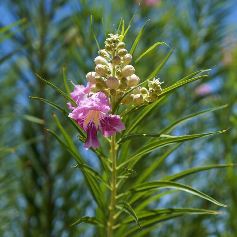 Chilopsis linearis - Saule du désert (Foliage)