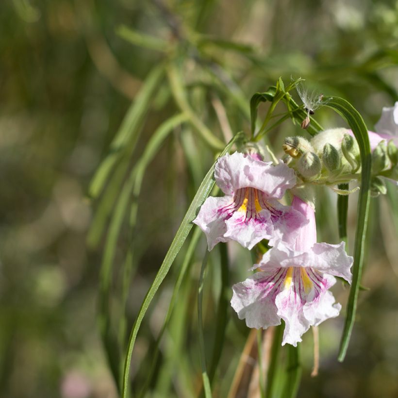 Chilopsis linearis - Saule du désert (Flowering)